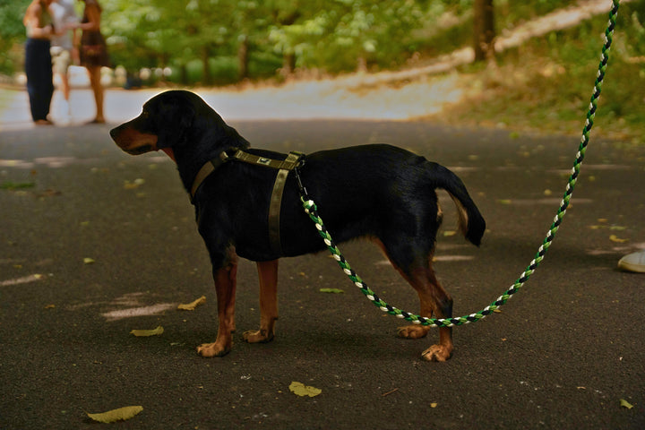 Why Paracord Is the Perfect Choice for Your Dog’s Lead