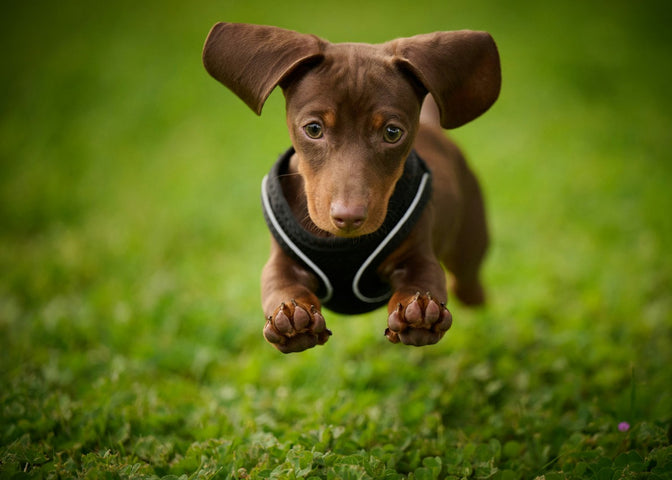Meet Otis & I – A UK Brand Inspired by the Bond Between You & Your Dog