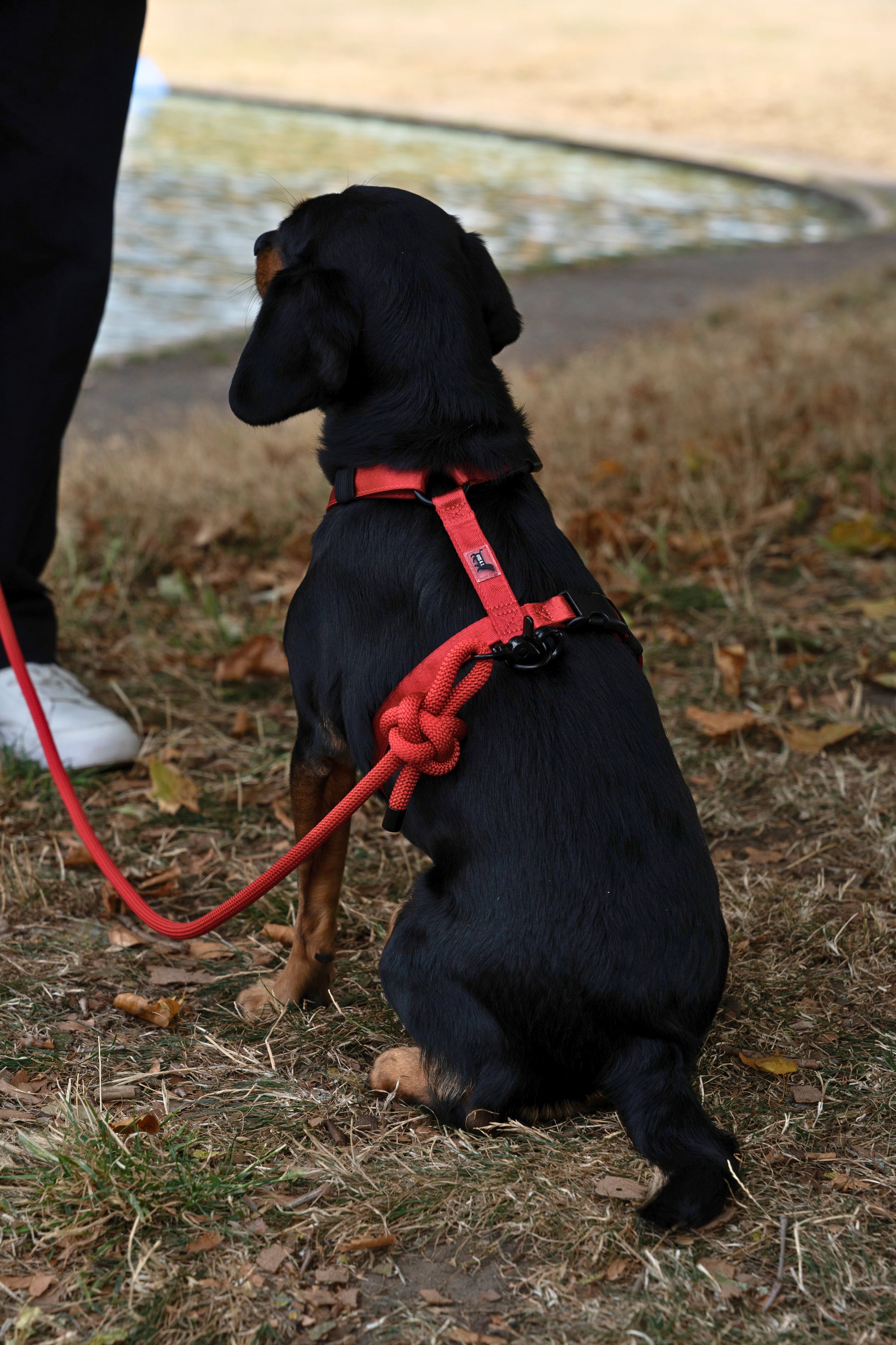 Black dog on a red leash sitting on grass near a body of water.