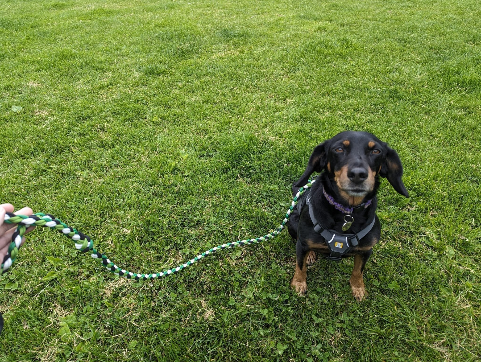 Strengthening Your Bond – 10 Fun Activities for You and Your Dog