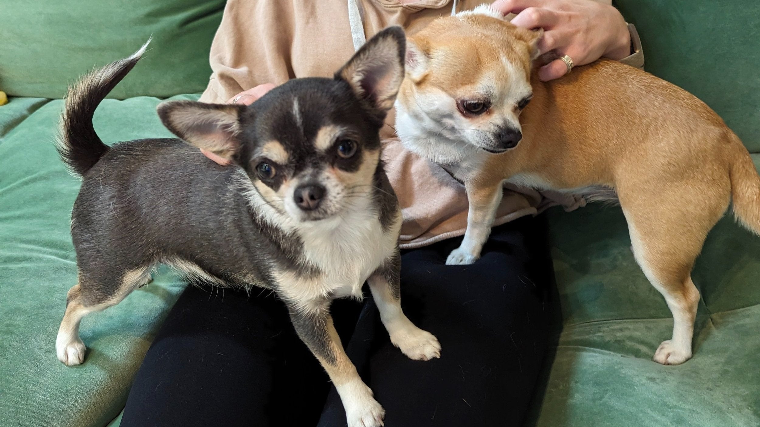 What to Ask Before You Trust a Dog Sitter