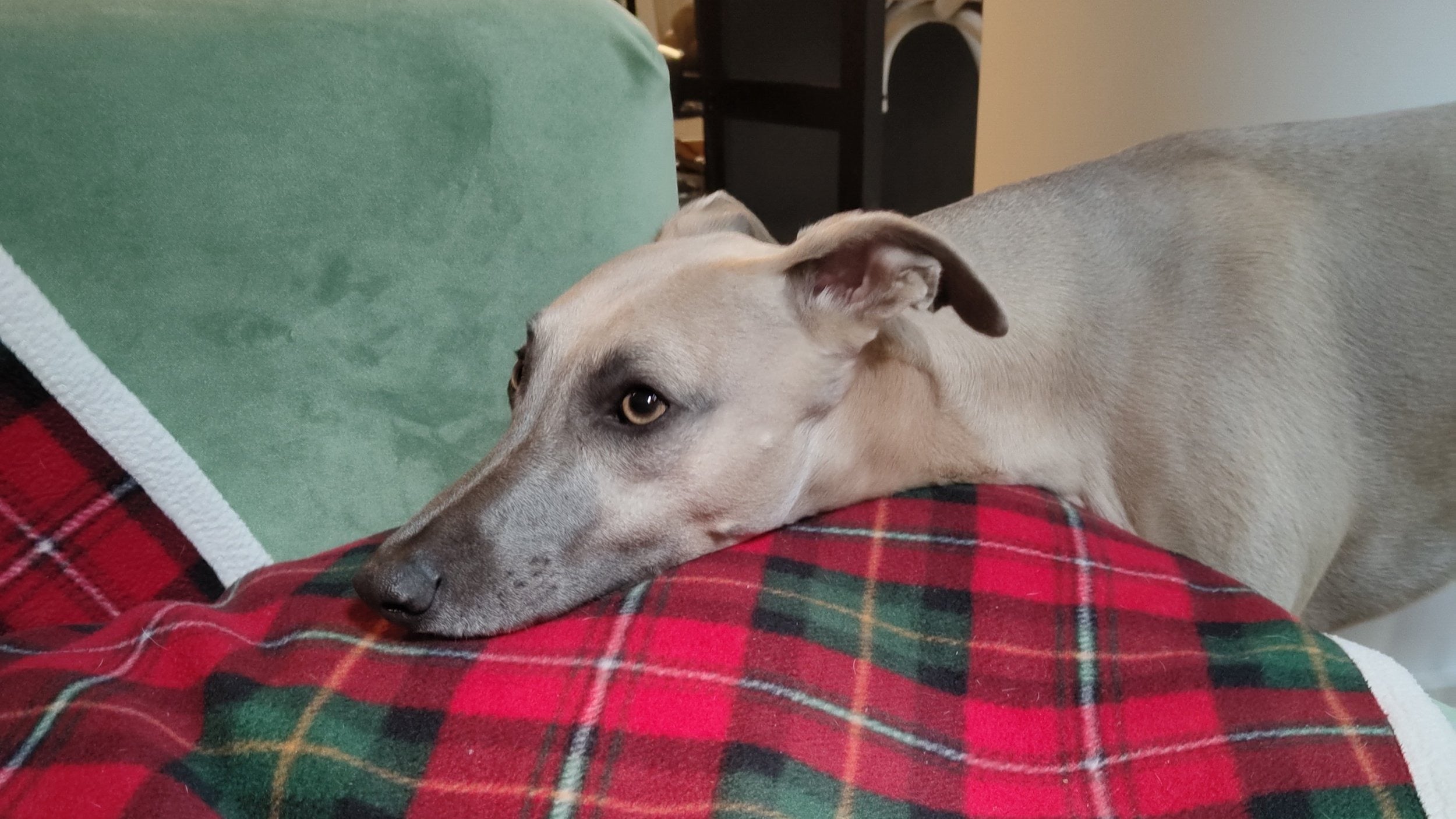 Understanding Dog Separation Anxiety – and How to Reduce It