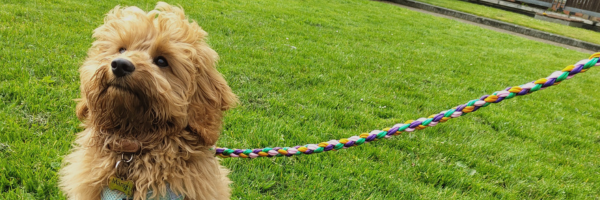 Why Paracord Is the Perfect Choice for Your Dog’s Lead