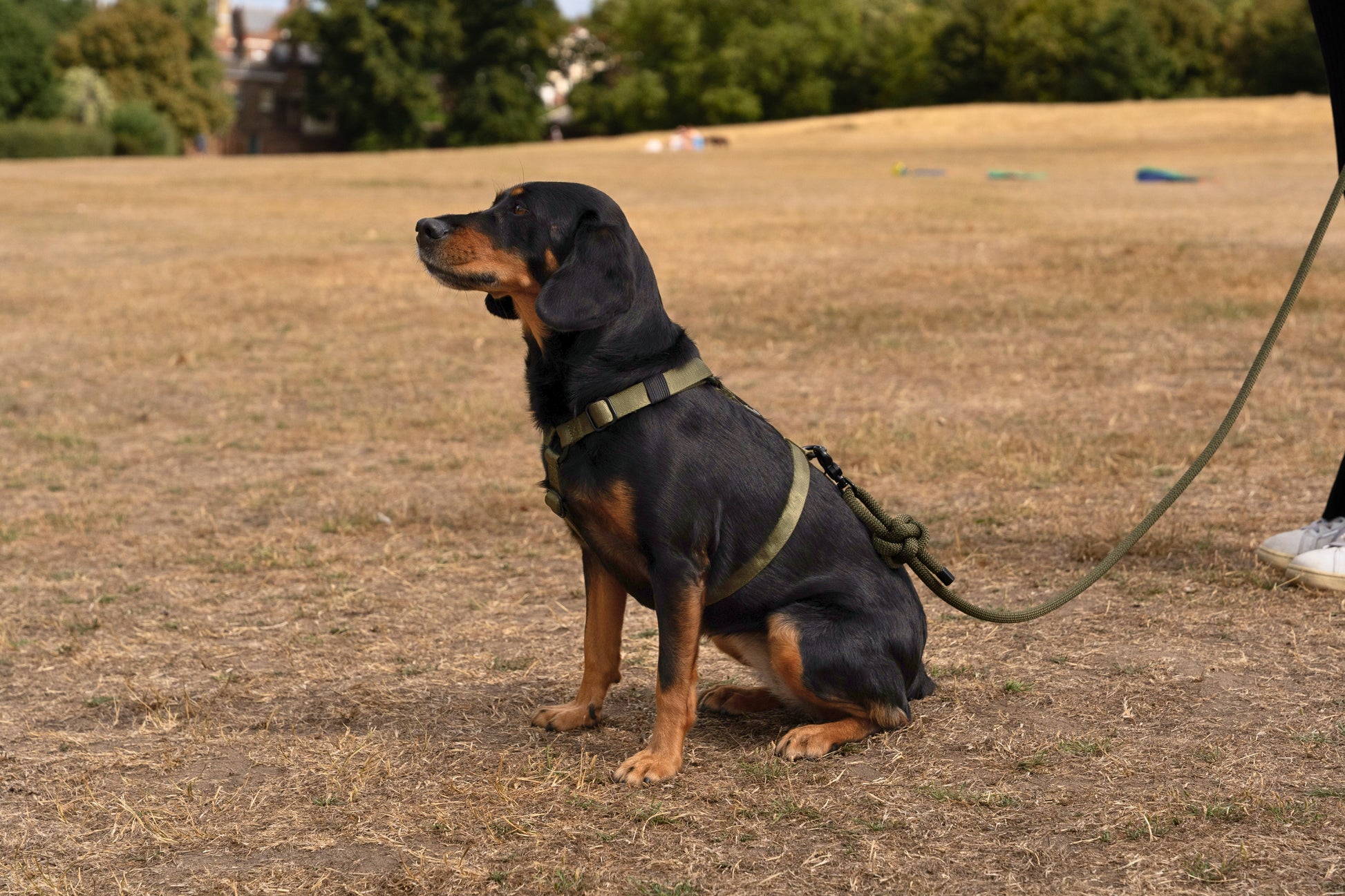 Sage — Rambler Lead