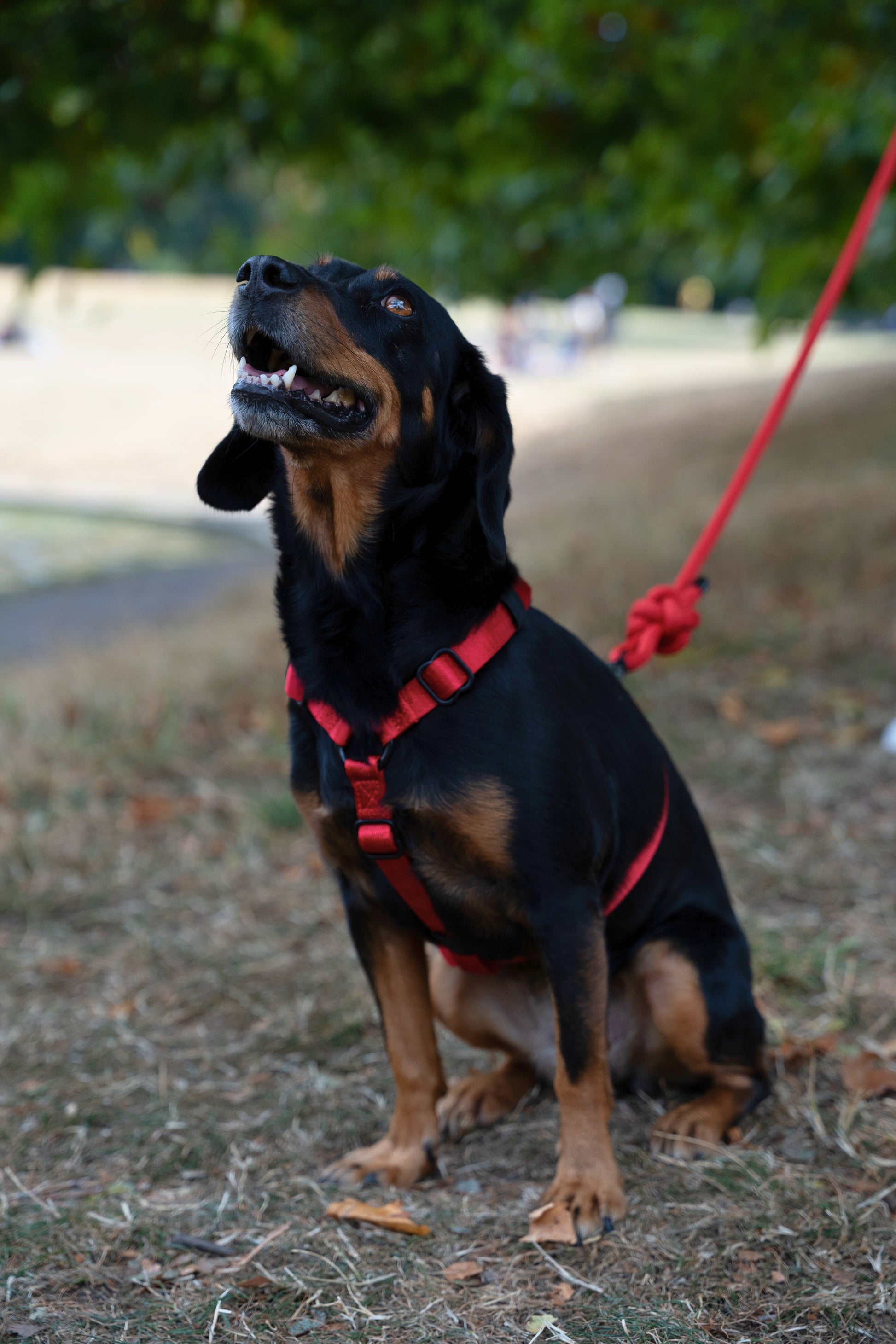Scarlet — Rambler Lead